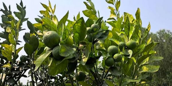 চা-বাগানে মাল্টা চাষে সাফল্য, কৃষকদের নতুন আশা 